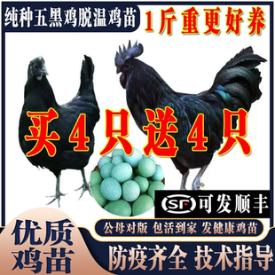 纯种五黑鸡苗五黑鸡活苗五黑一绿鸡活体下蛋鸡苗脱温鸡小鸡仔活苗