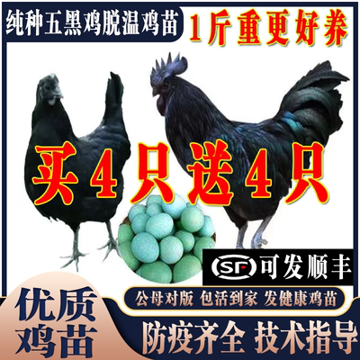 纯种五黑鸡活苗8两-1斤5只下蛋鸡