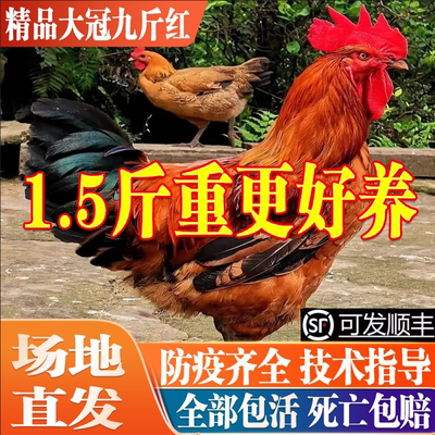 一斤重精品大红冠九斤红公鸡活苗