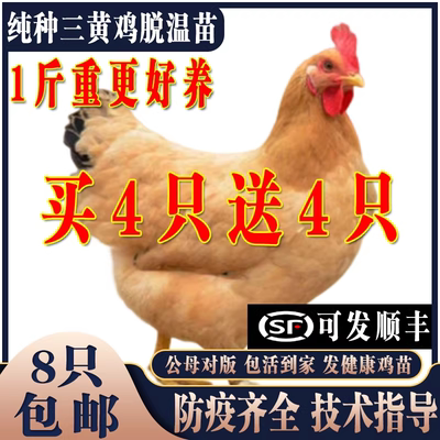 纯种三黄鸡活苗小鸡活苗脱温鸡苗