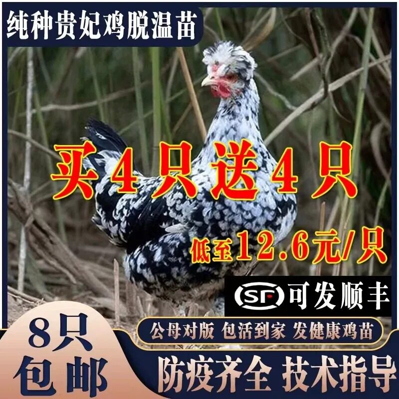 纯种贵妃鸡活苗1-2月龄大脱温鸡