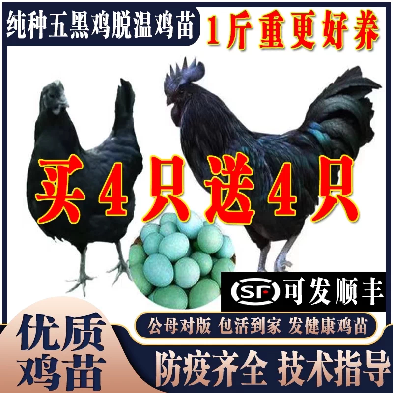 纯种五黑鸡活苗8两-1斤5只下蛋鸡