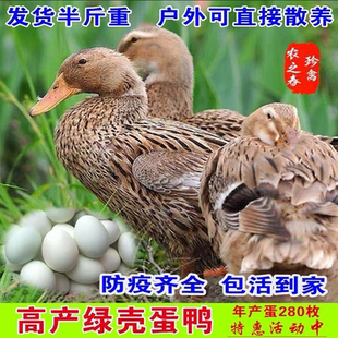 散养高产蛋麻鸭活苗绿壳蛋鸭活体绿头鸭小鸭子脱温苗水鸭半大鸭子