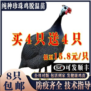 珍珠鸡小鸡活苗1-2月龄小鸡包邮