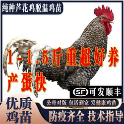 鸡活苗纯种汶上芦花鸡活苗脱温苗半大鸡青年鸡芦花鸡活体小鸡活苗