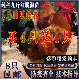 鸡活苗纯种巨型大红公鸡九斤红活苗红玉380鸡苗红公鸡半大鸡脱温
