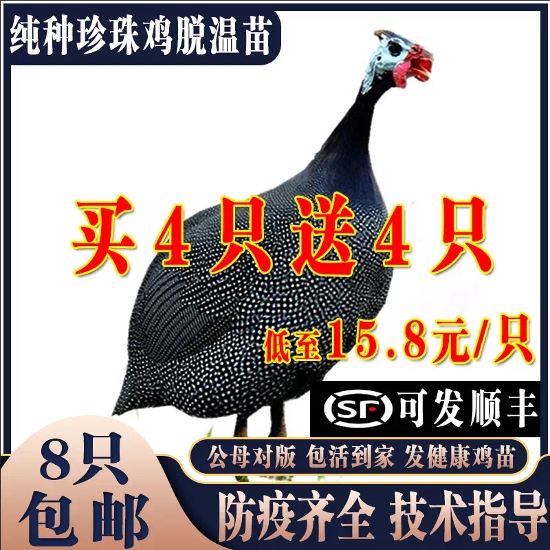 珍珠鸡小鸡活苗1-2月龄小鸡包邮