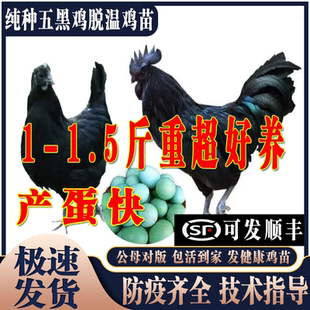 纯种五黑鸡苗五黑鸡活苗五黑一绿鸡活体下蛋鸡苗脱温鸡小鸡仔活苗