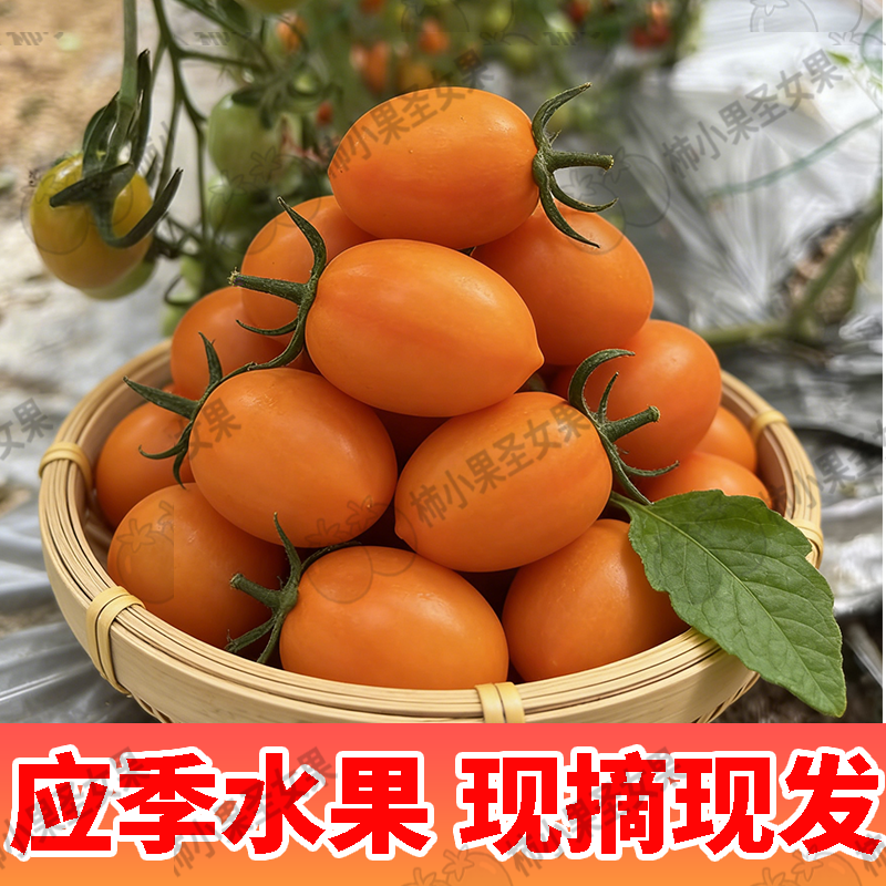 黄金小番茄皇妃小番茄橙黄小番茄芒果西红柿香芒皇后圣女果千禧果