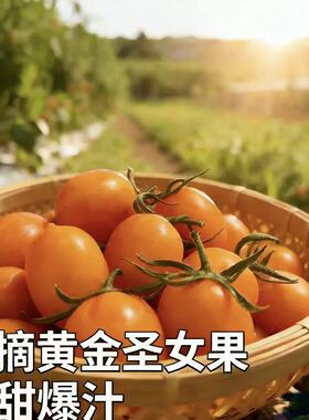 香芒皇后小番茄芒果小西红柿黄色千禧果超甜圣女果橙色金芒小蕃茄