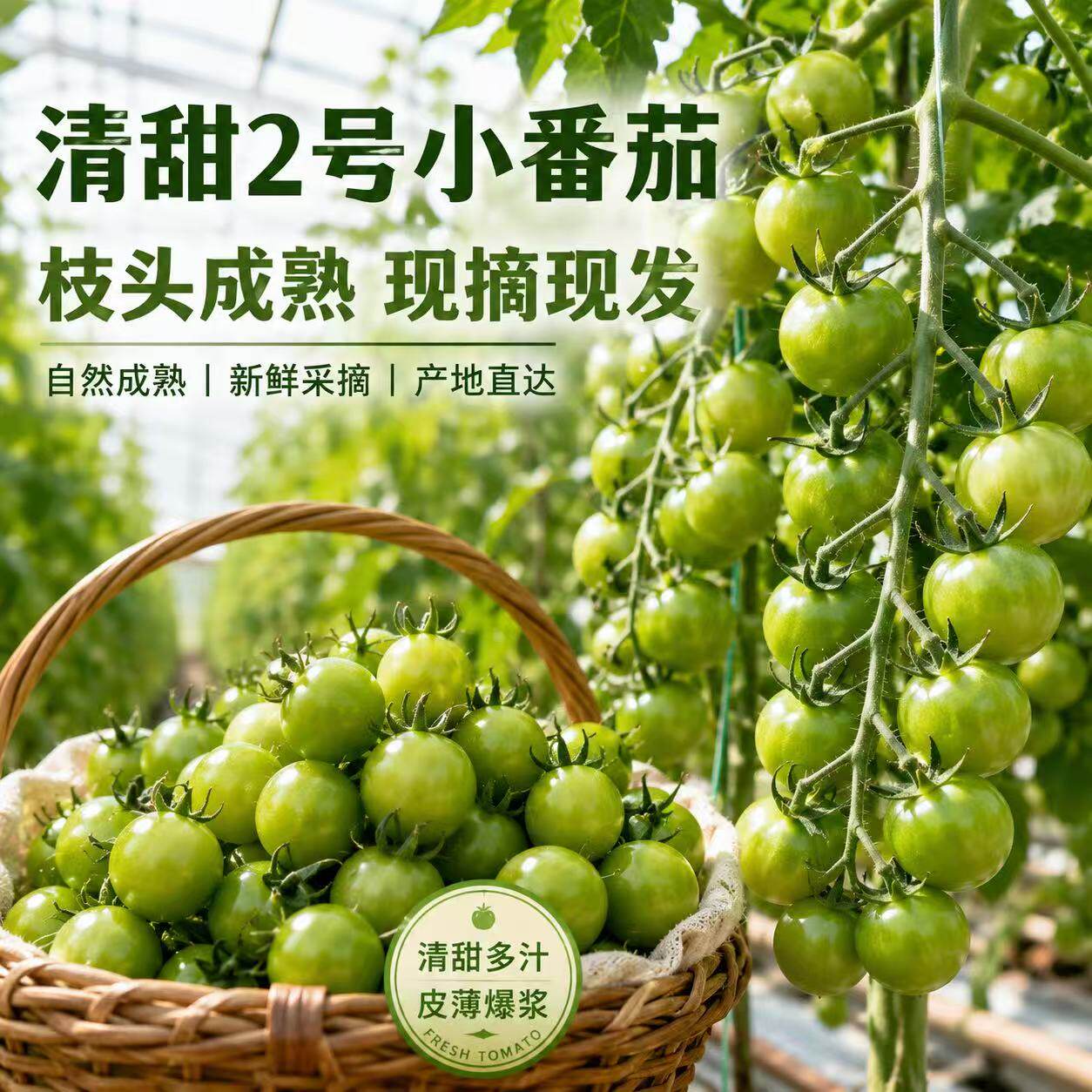青甜小番茄绿色玲珑千禧小番茄超甜圣女果绿西红柿清甜二号小柿子
