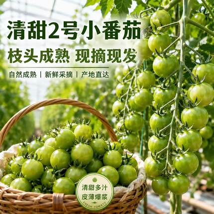 青甜小番茄绿色玲珑千禧小番茄超甜圣女果绿西红柿清甜二号小柿子