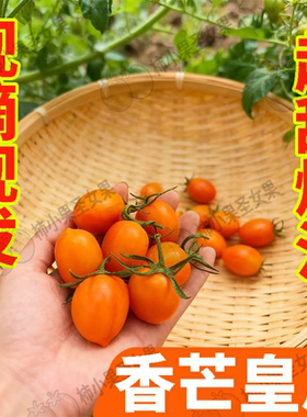 香芒皇后小番茄千禧果超甜芒果小番茄新鲜黄金圣女果黄色小西红柿