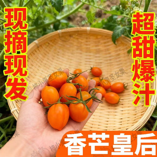 香芒皇后小番茄千禧果超甜芒果小番茄新鲜黄金圣女果黄色小西红柿