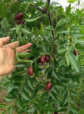 胎里红枣树苗南北方都可种植