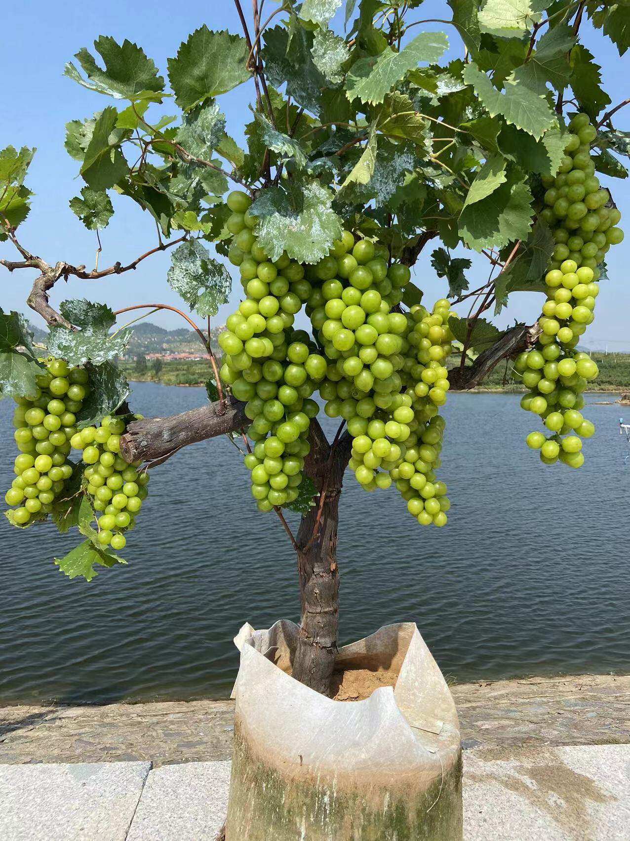 阳光玫瑰葡萄树苗四季葡萄苗庭院盆栽无架不爬藤葡萄树南北方种植