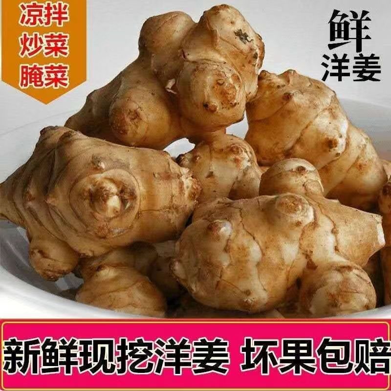 新鲜现挖洋姜腌制咸菜泡菜天然野生姜/南姜