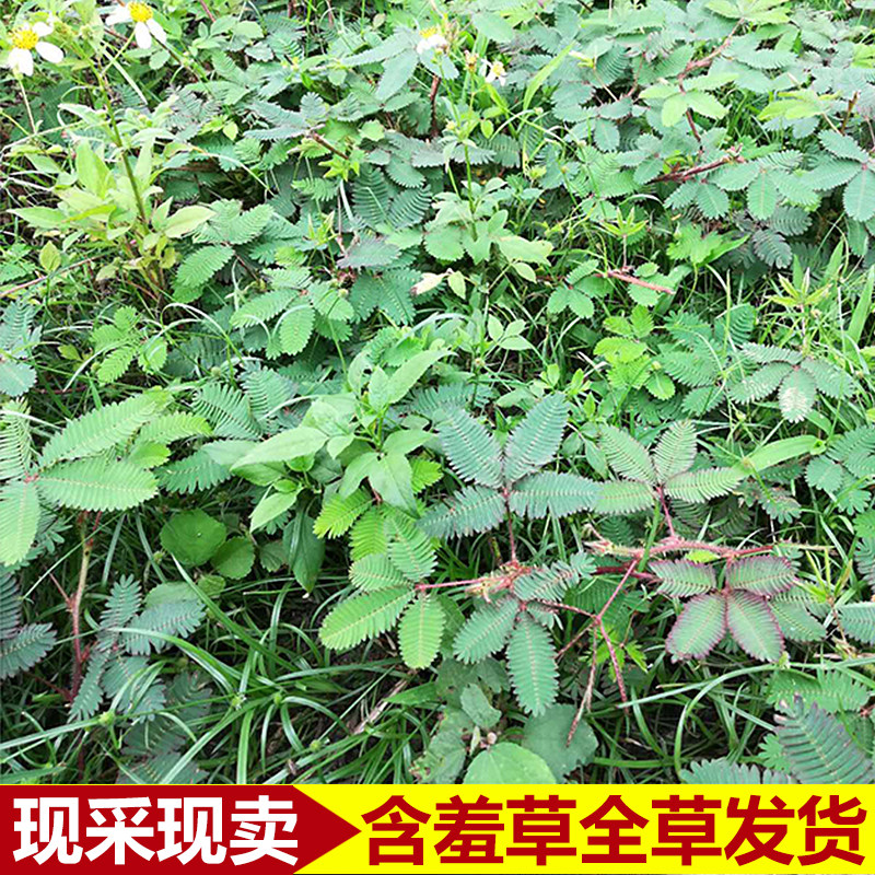 新鲜农家现挖野生含羞草根感应草根喝呼草根怕丑草根小李草全草