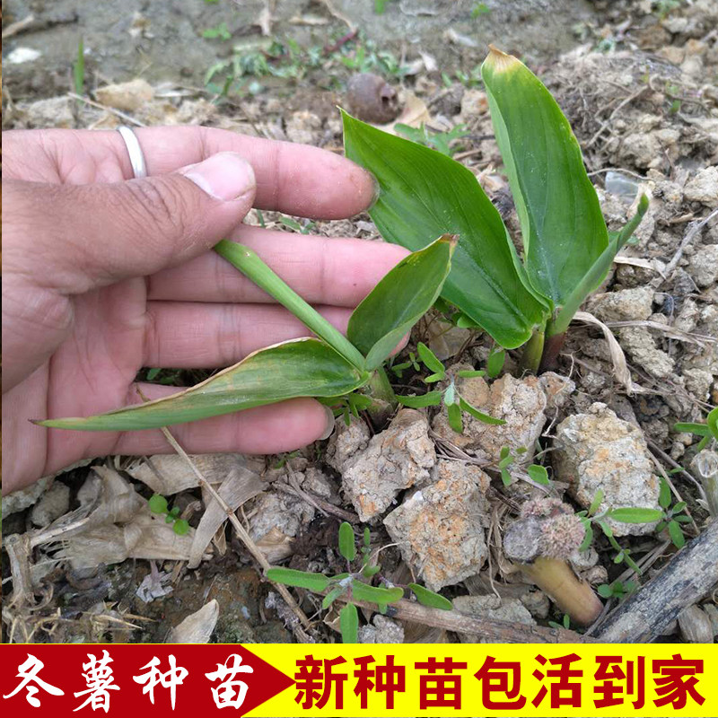 2024农家特产新鲜种苗竹芋竹薯冬薯冬笋苓薯节薯现挖现卖