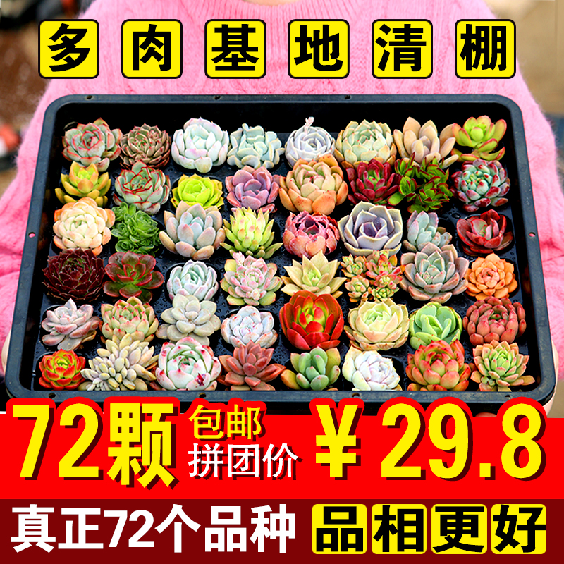 肉肉盆栽价格 肉肉盆栽图片 星期三