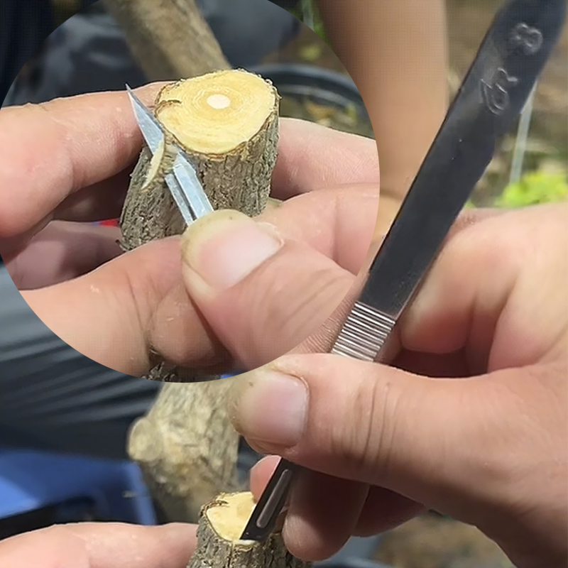 三角梅嫁接刀 组培多肉植物嫁接刀片树苗修剪扦插芽接不锈钢刀片