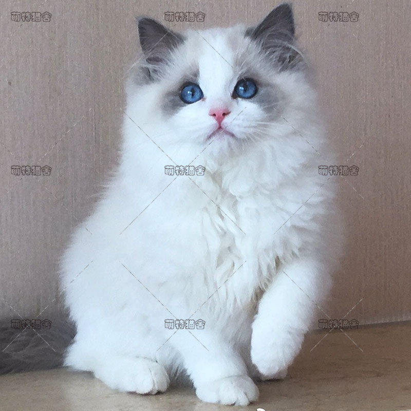 布偶猫纯种活体幼猫赛?#20923;?#29289;猫海豹双色蓝眼网红布偶猫可上门挑选