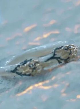 苍小兰苍兰诀骨兰手镯