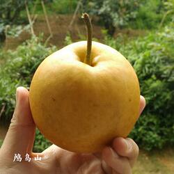 2025正宗鸬鸟蜜梨,鸬鸟自家基地发货,自营七年老店,黄皮蜜梨