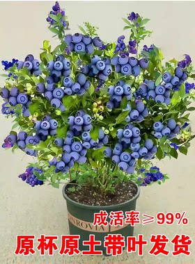 四季种植蓝莓苗原土发出