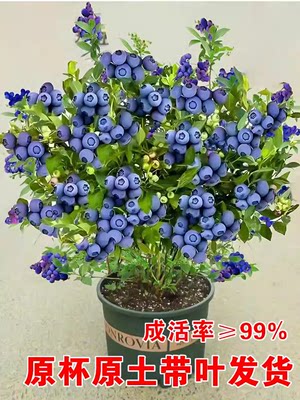 四季种植蓝莓苗原土发出