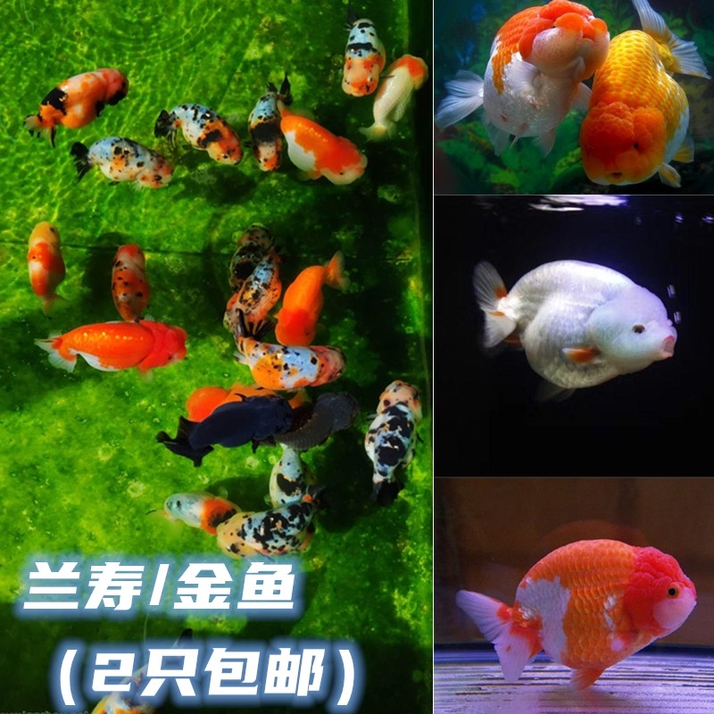 金鱼观赏鱼耐活冷水鱼苗小金鱼兰寿百褶泰狮耐低温锦鲤小型淡水鱼