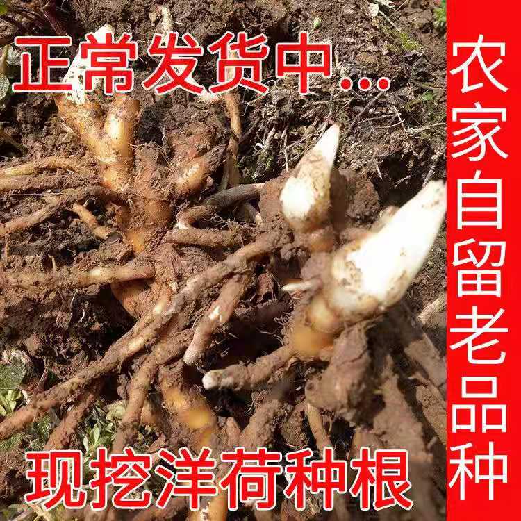 大别山现挖洋荷幼苗阳荷姜种根茗荷笋蘘荷洋火姜蔬菜种苗安徽特产