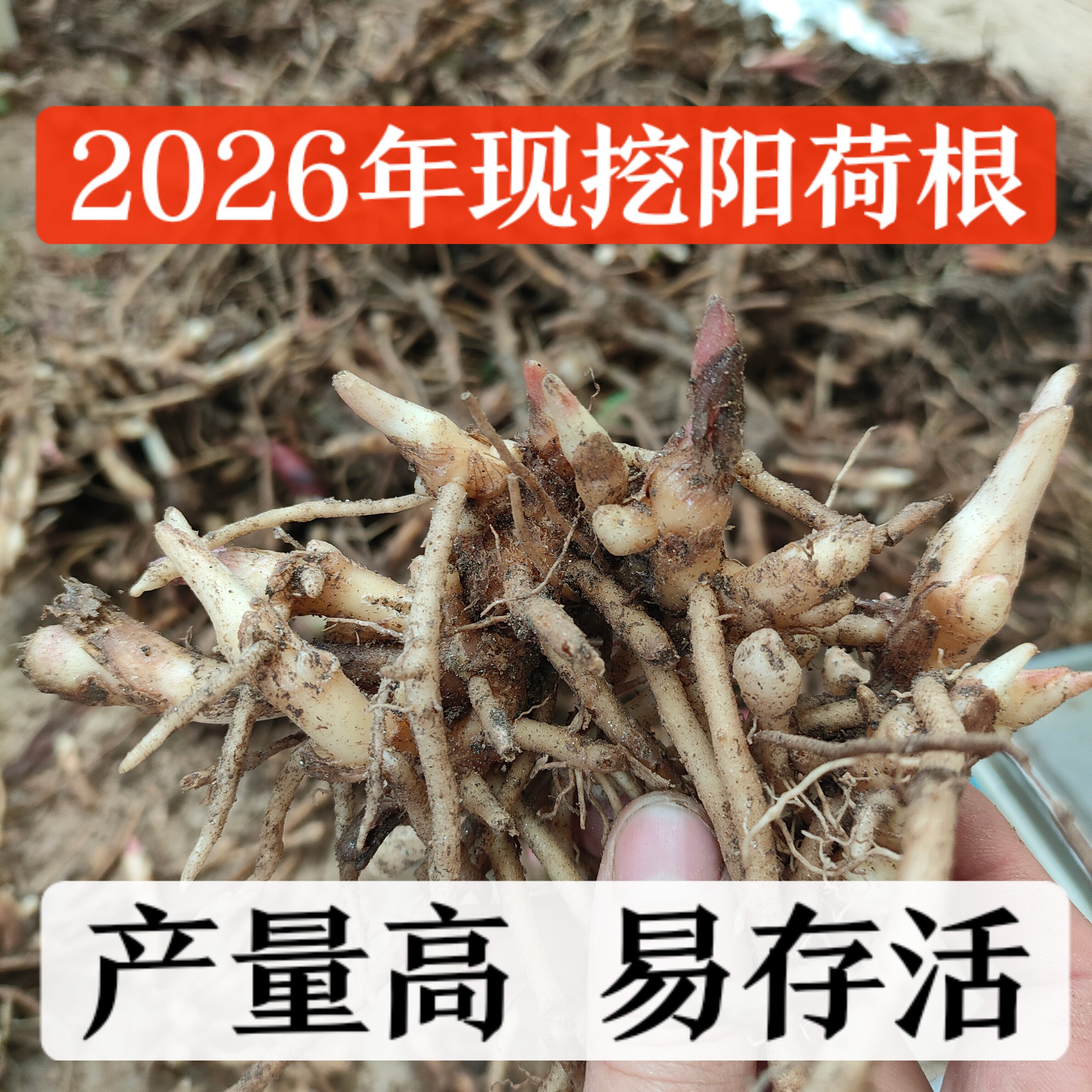2026现挖洋荷幼苗阳荷姜种根茗荷笋蘘荷洋火姜蔬菜种苗安徽特产