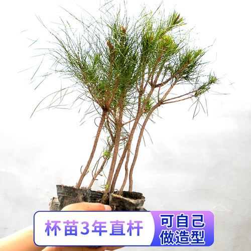 安徽本土黄山松三年杯苗直杆可造型基地直发可批发