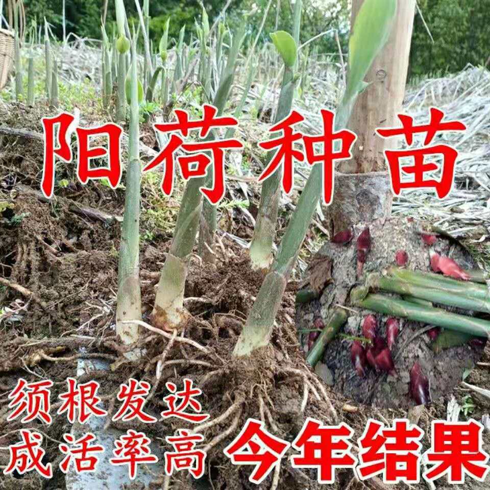 大别山洋荷幼苗阳荷姜种根茗荷笋蘘荷洋火姜蔬菜种子种苗安徽特产