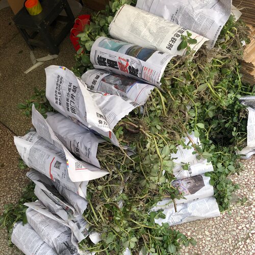 马齿苋菜新鲜包邮2斤现挖现发
