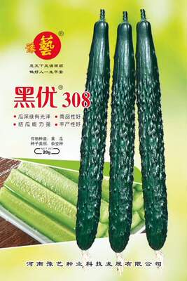 豫艺种业 黑优308黄瓜 耐热高产黄瓜越夏春秋露地种植 20克/袋
