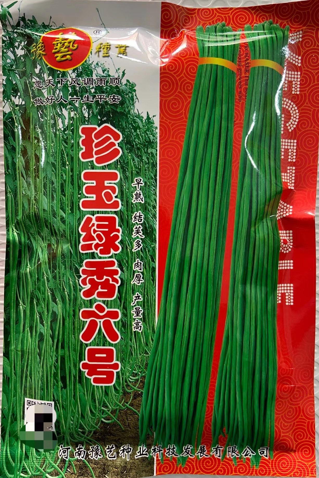 珍玉绿秀六号豆角种子深绿条色不易鼓粒结荚能力强 金凤凰豆角