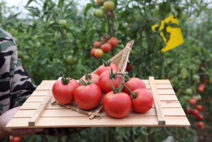 酸甜果101番茄种子 口感番茄 果色粉亮抗病性好耐储运 1000粒/袋