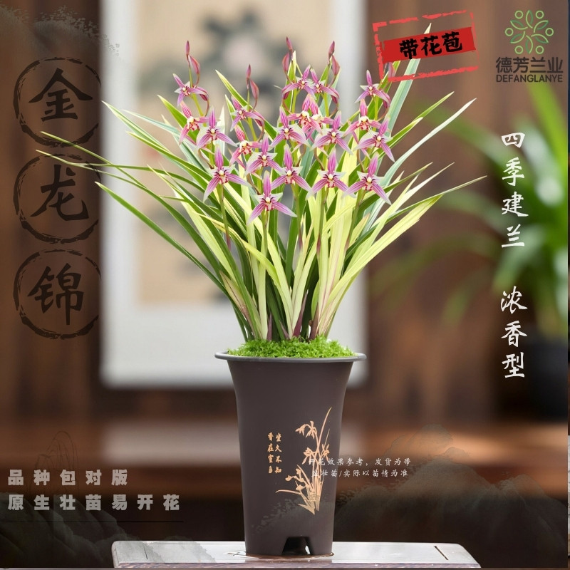 金龙锦建兰金边艺草，浓香型兰花图片