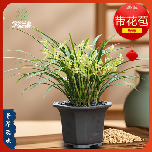 寒兰菁翠蕊蝶浓香室内好养盆栽