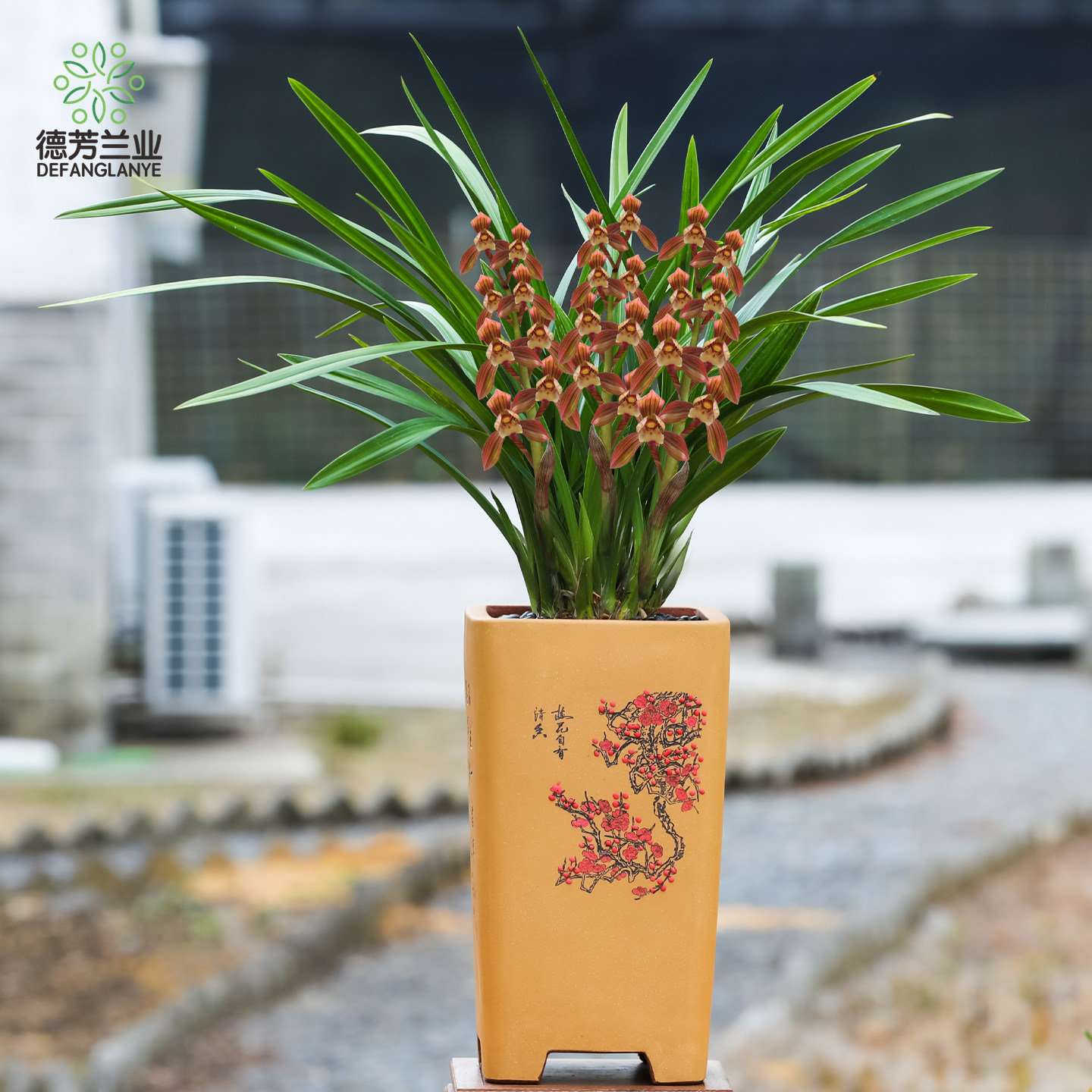 兰花苗春剑虎斑红荷带花苞室内客厅四季浓香型花卉盆栽绿植物盆栽,鲜花速递/花卉仿真/绿植园艺,国兰/杂交兰/洋兰类,淘宝优惠券,粉丝福利购,淘宝优惠卷