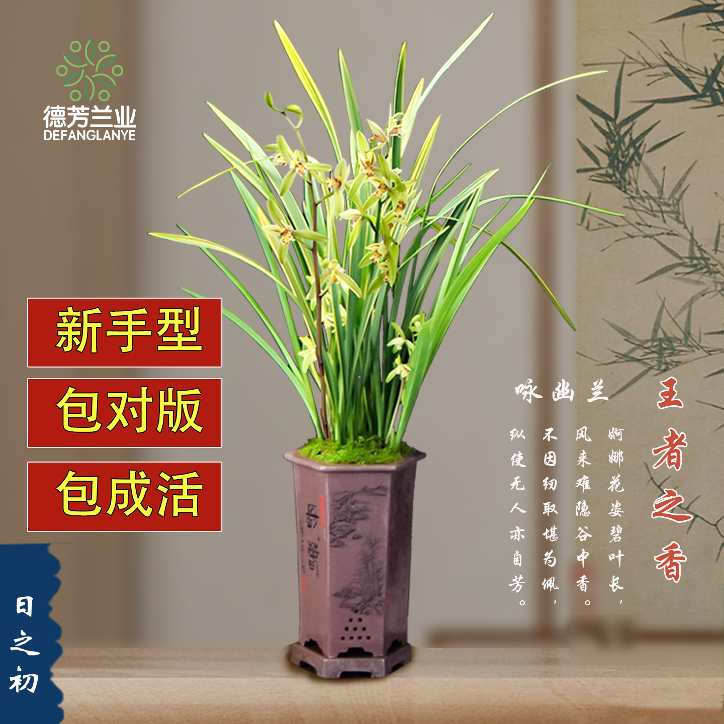 金边四季浓香型盆栽阳台兰花苗