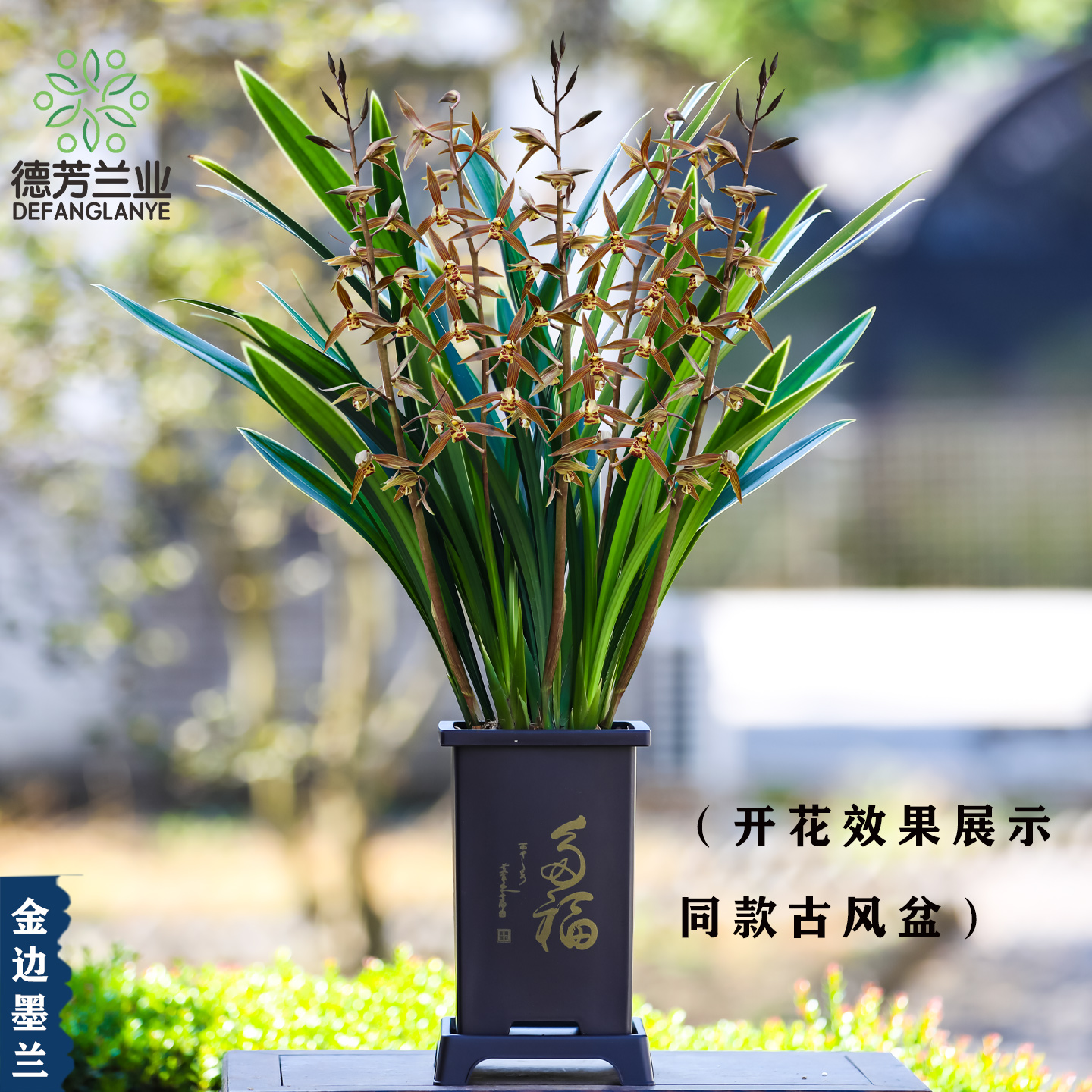 兰花苗金边墨兰企黑四季常青