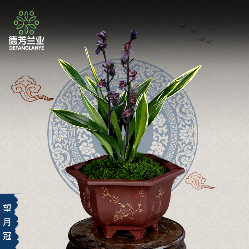 兰花苗墨兰望月冠带花苞浓香型四季好养室内花卉绿植物盆栽盆景