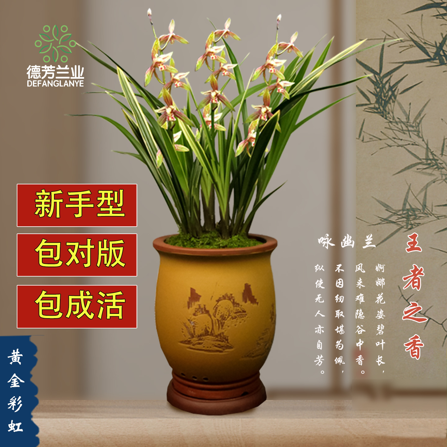 德芳兰业兰花苗花卉植物盆栽好养