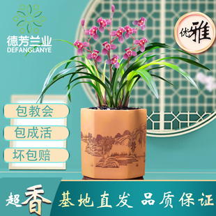 翁源兰花德芳兰业建兰东方红荷兰花室内阳台浓香花卉绿植园艺盆栽