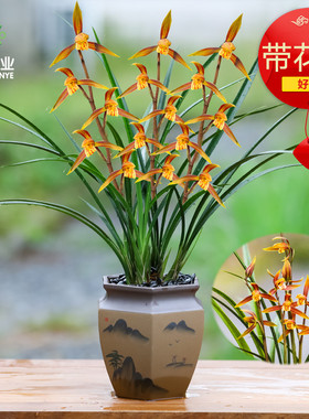 精品名贵特级兰花苗寒兰朝阳带花苞浓香型室内客厅花卉绿植物盆栽