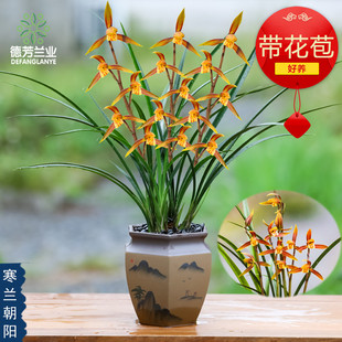 精品名贵特级兰花苗寒兰朝阳带花苞浓香型室内客厅花卉绿植物盆栽
