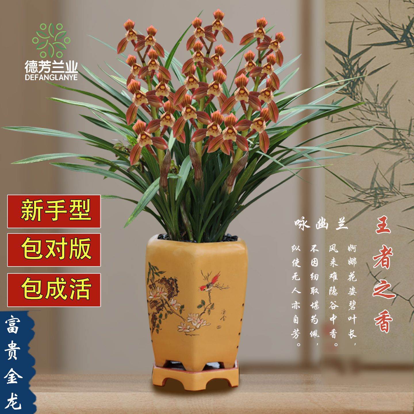 德芳兰业兰花室内盆栽